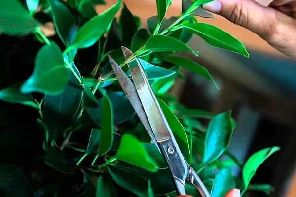 Правильная обрезка пятна на листьях10