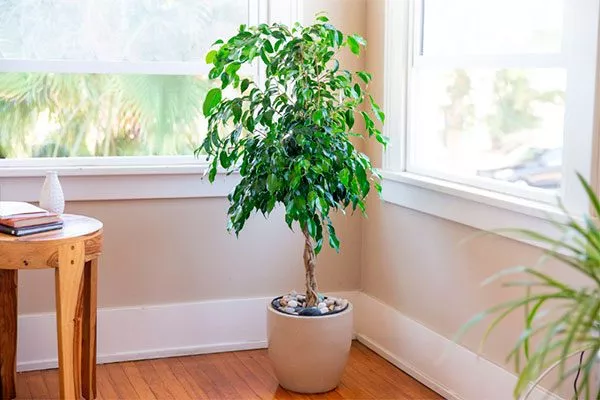 Правильное размещение горшка относительно источников света стимулировать цветение8