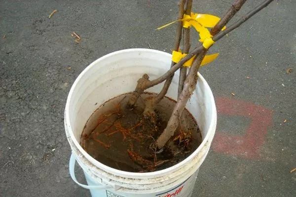 Предпосадочная подготовка Посадка яблони53