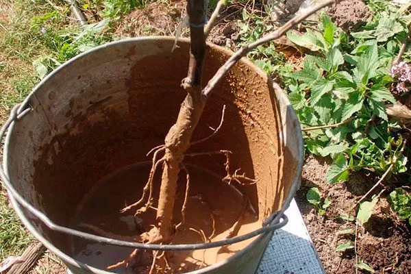 Предпосадочная подготовка2 Посадка яблони54