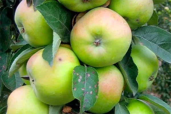 Президент Яблоня на шпалере21