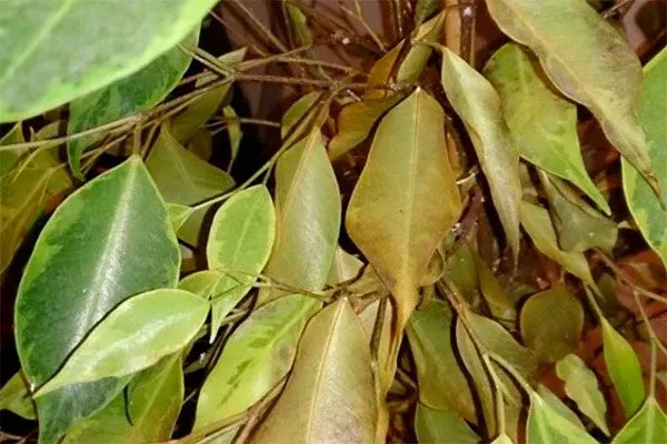 При дефиците воды яркость листьев8