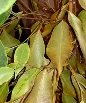 При дефиците воды яркость листьев8