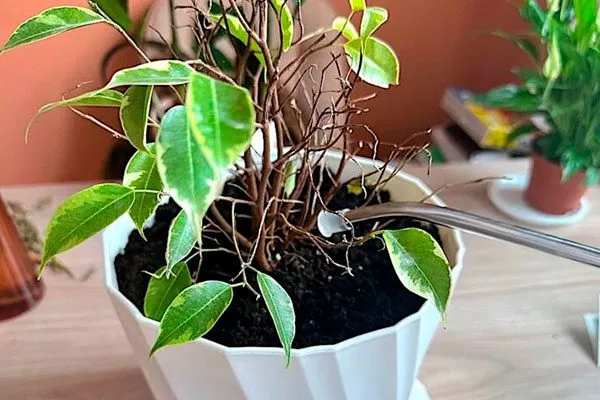 При переизбытке влаги-min