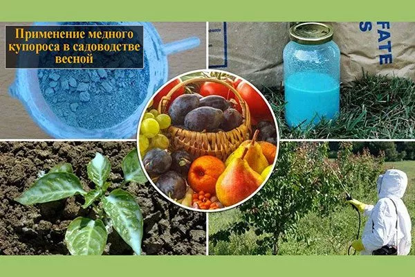 Как правильно обрабатывать яблони железным и медным купоросом, в чём их различие?