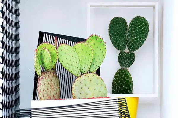 Применение опунций Опунция описание23