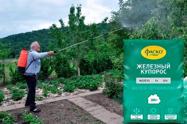 применение железного обработка яблонь21