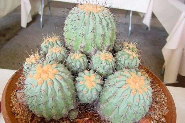 Примеры использования в дизайне интерьера2 Копьяпоа24