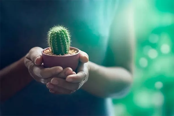 Примета о защитной силе кактусов Мифы о кактусах17