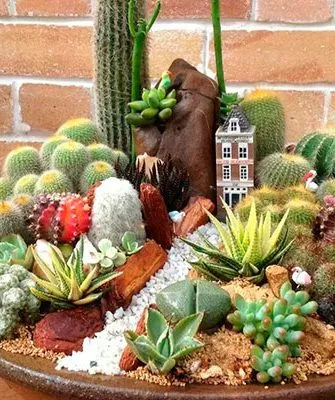 Принцип выбора совместных растений совмещать с кактусами7