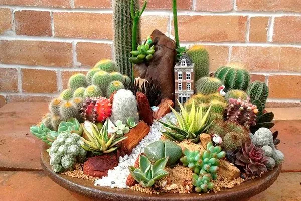 Принцип выбора совместных растений совмещать с кактусами7