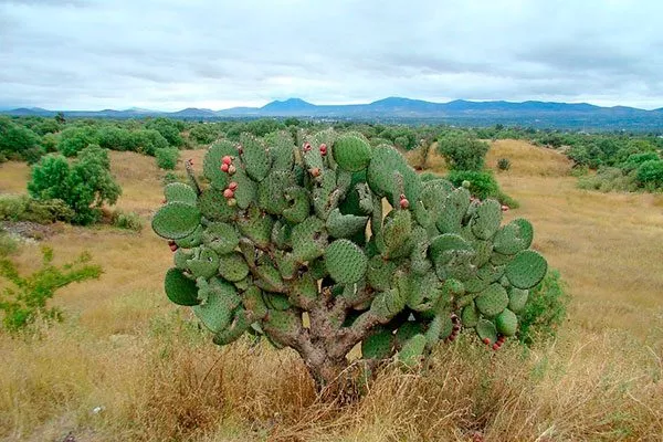 Природные условия обитания опунций Опунция описание24