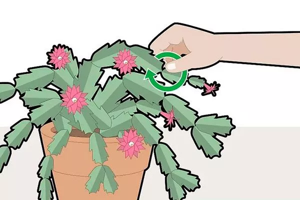 Прищипывание верхушек Как правильно обрезать кактусы23