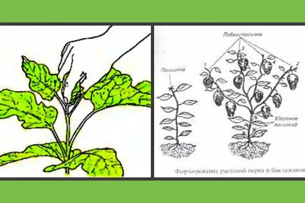 прищипывание верхушки главного стебля Формировка баклажан15
