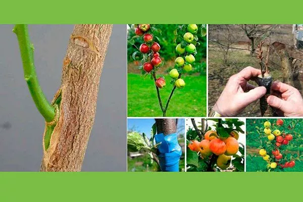 присить другим сортом Подвой у яблони9