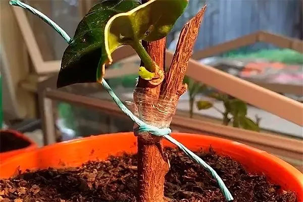 прививкой место посадки гибискуса14