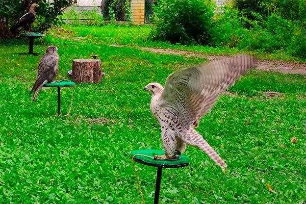 Привлечение хищных птиц