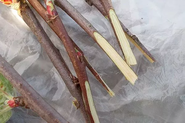 привои Привой и подвой яблони7