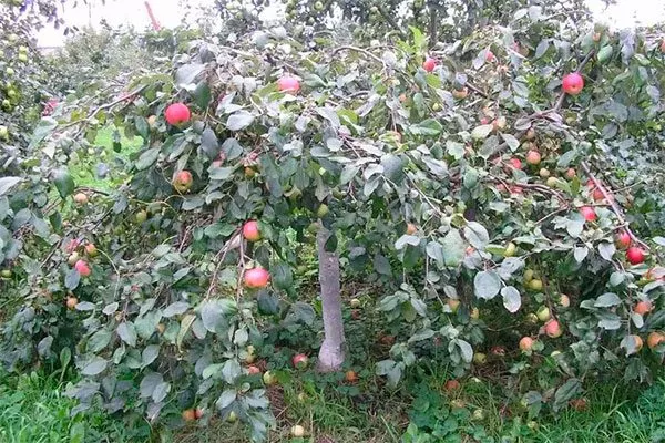 Приземлённое крона яблони24