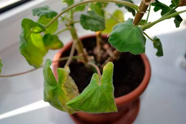 Признаки недостатка влаги способы полива герани21