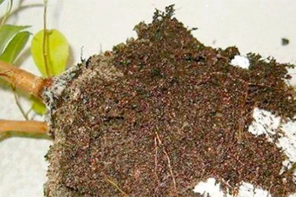 Профилактическая обработка почвы пятна на листьях11