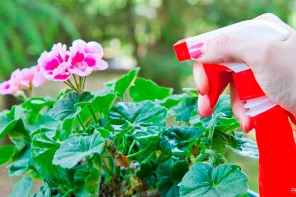 профилактическое опрыскивание от паутинного клеща препаратами Маг или Экстракт способы полива герани22