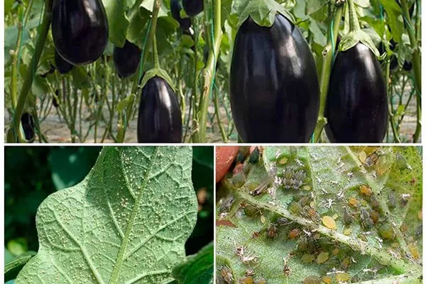 Профилактика болезней и вредителей Формировка баклажан16