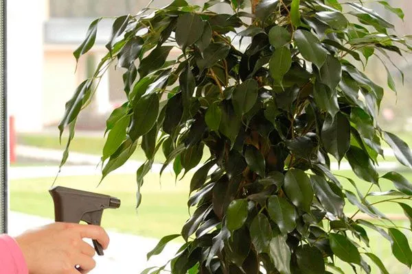 профилактика осыпаются листья6