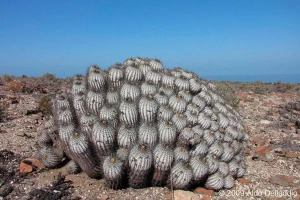 Происхождение и история Копьяпоа25