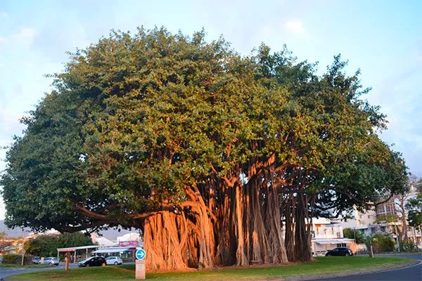 Происхождение и история1 Фикус бенджамина42