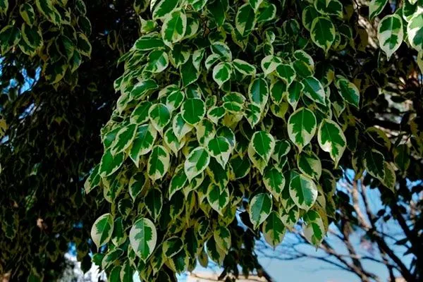 Происхождение и история3 Фикус бенджамина43