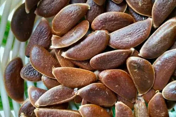 промытые косточки комнатная хурма22