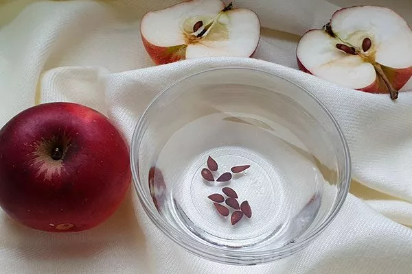 промываение Выращивание из семян20