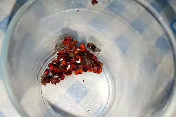 Проращивание Гибизкус из семян8