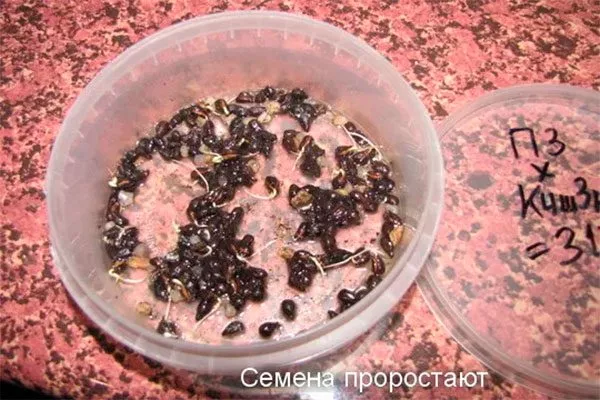 проросшие семена Выращивание из семян21