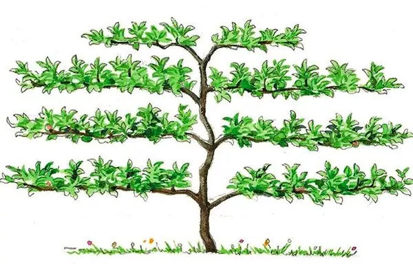 Простая или вертикальная Яблоня на шпалере22