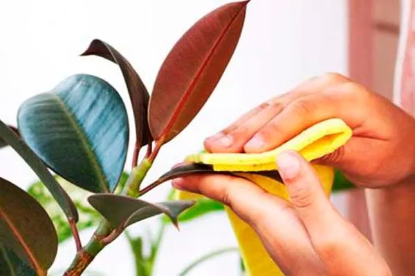 Протирание влажной тканью Очистка пыли11