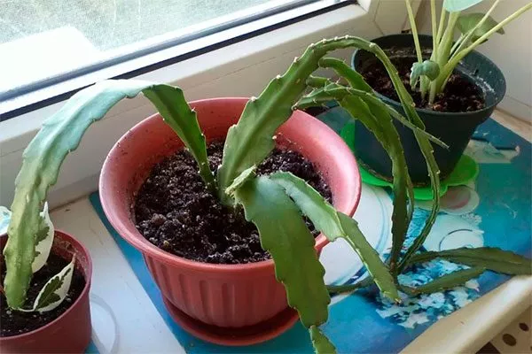 Процесс высадки Эпифиллум7