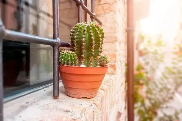 Прямой контакт с солнечным излучением ожоги у кактуса7