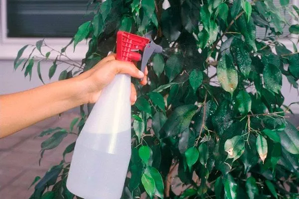 прыскивать листья настоем чеснока или табака яркость листьев10