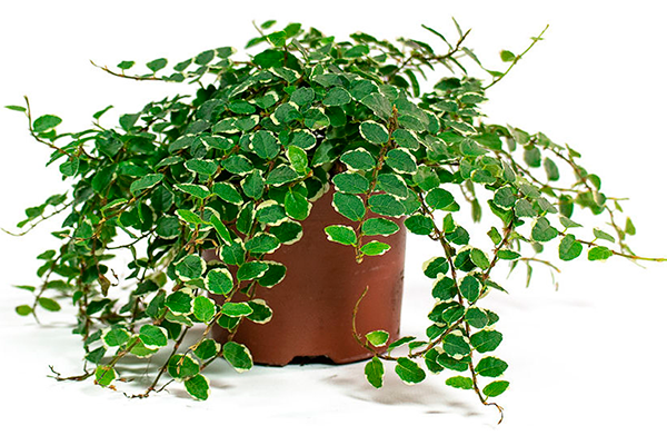 Пумила Самые необычные12