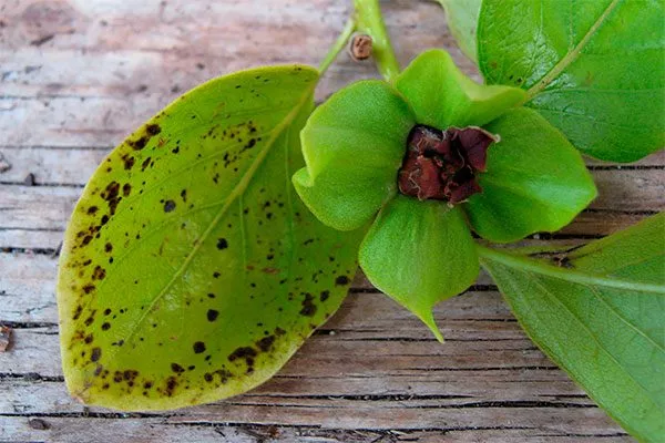 пятнистость усыхают листья8