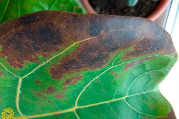 Пятнистости листьев Вариеготные фикусы25