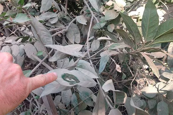 Пыль на фикусе Очистка пыли12