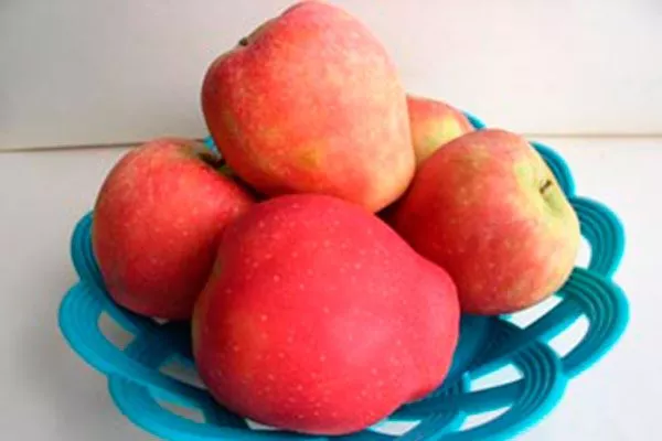 Радужное яблоко (Rainbow Apple) сорта яблок с необычной формой21