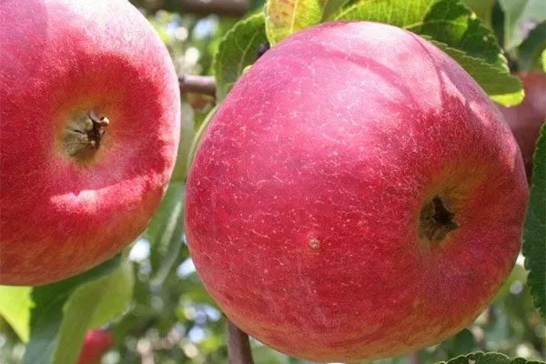 Радужное яблоко (Rainbow Apple)2 сорта яблок с необычной формой22