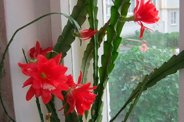 Расположение окна Эпифитные кактусы16