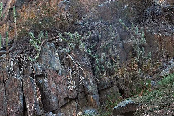 расщелинах скал; Эпифитные кактусы17