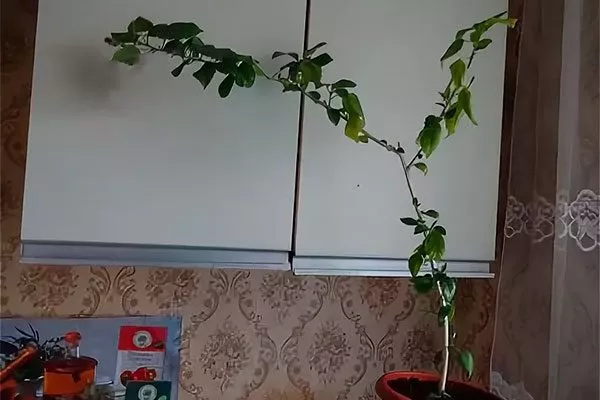 Растение вытягивается вверх без цветов освещение для гибискуса20