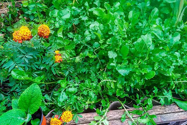 растительные отпугиватели